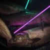 Sabre Fish Arrow w/Carp Point